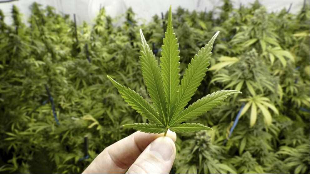 Cuestionan iniciativa de la cannabis; exigen protección a consumidores y productores
