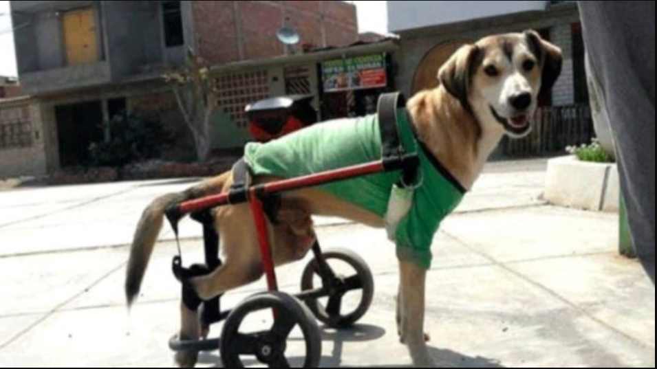 Le roban silla de ruedas a perrito discapacitado y lo dejan tirado