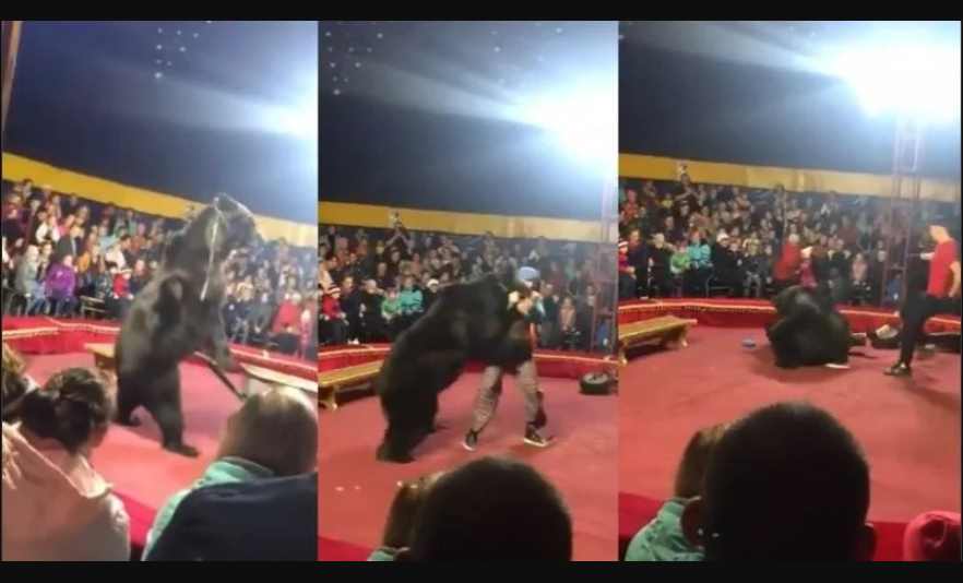 En pleno espectáculo, oso ataca a su domador