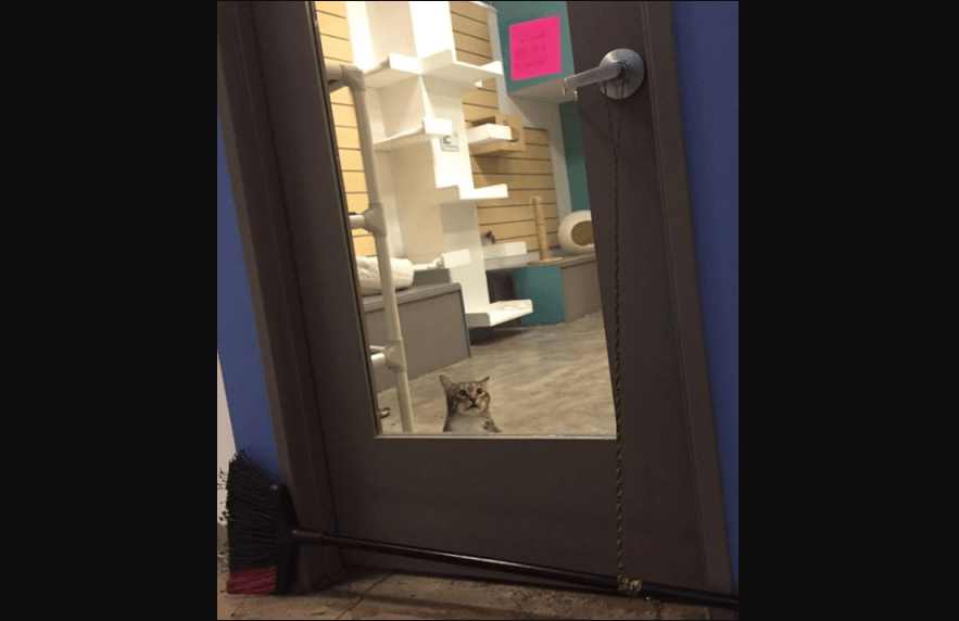 Gatito abre la puerta de refugio y deja escapar a las otras mascotas