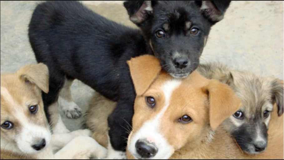 Primer Festival Animalista para ayudar a perritos callejeros