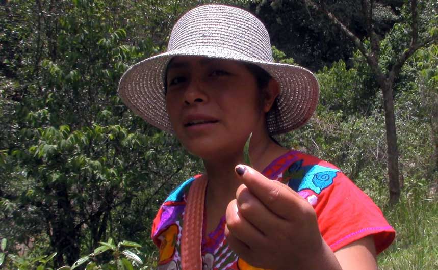 Plantas medicinales y comestibles, joven indígena nos enseña