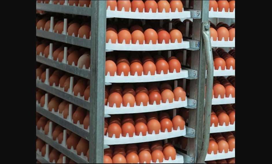 Alerta en EU: Retiran productos avícolas tras brote de listeria