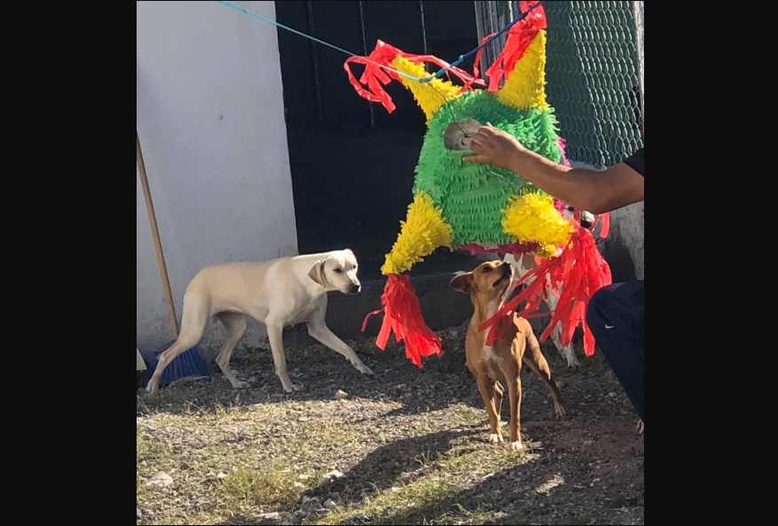 Perritos rescatados celebran posada con piñata y comida especial en Tamaulipas