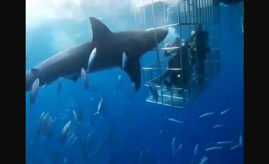 Activista culpa a famoso empresario por la muerte de un tiburón blanco desangrado en una jaula