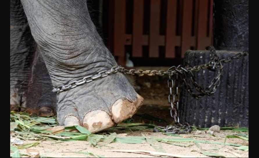 Elefante gimiendo de dolor mientras es maltratado, desemboca campaña para salvarlo