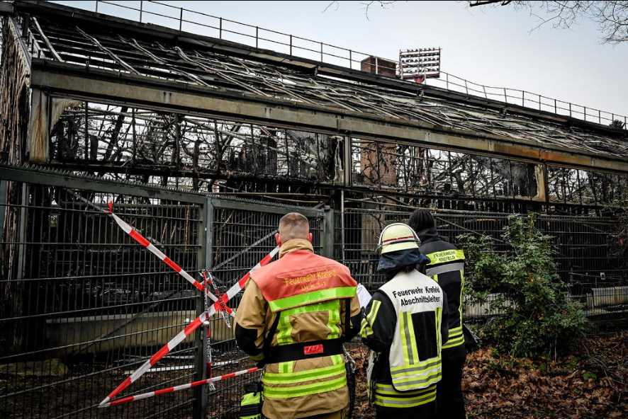 Mujeres provocaron incendio en zoológico donde murieron 30 simios