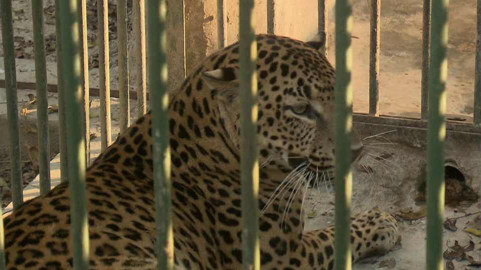 Una mujer quería tomarse una selfie pero un jaguar le destrozó el brazo en Veracruz