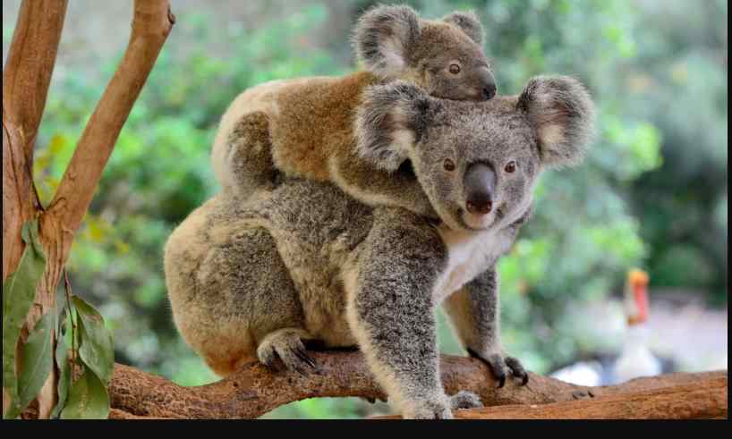 Declaran que el koala está “funcionalmente” extinto en Australia