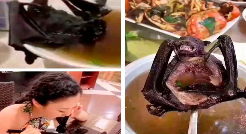 Sopa de murciélago, platillo exótico de China pudo dar origen al coronavirus (video)