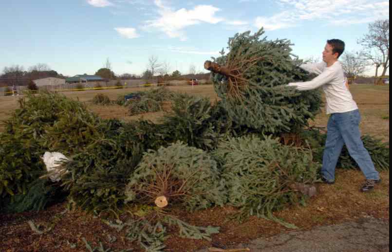 Semarnat instala centros de acopio para recolectar árboles de navidad secos