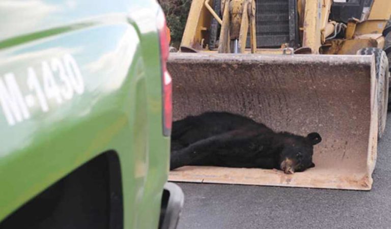Atropellan a 11 osos en carreteras que rodean la Sierra de Zapalinamé en Coahuila