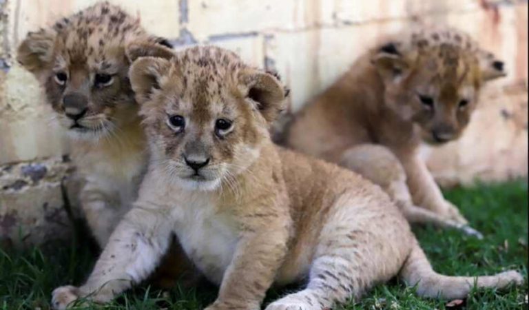 Así de adorables son los cachorros de león y tigre que nacieron en un zoológico de Puebla