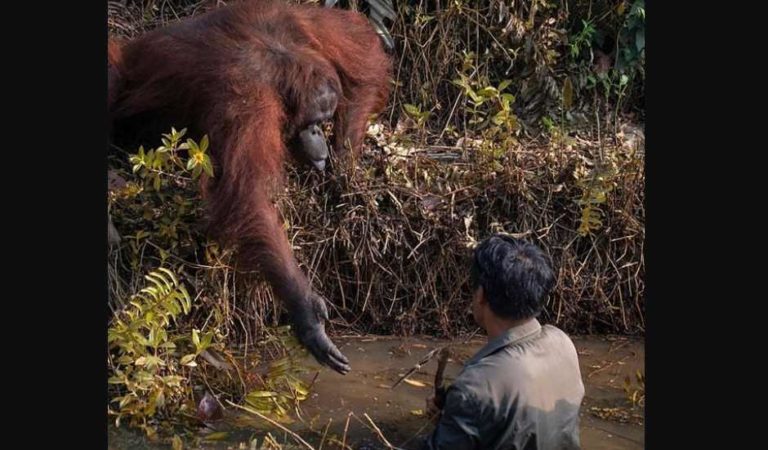 ¿Te echo una mano?: Un orangután ofrece ayuda a un hombre metido en un río con serpientes