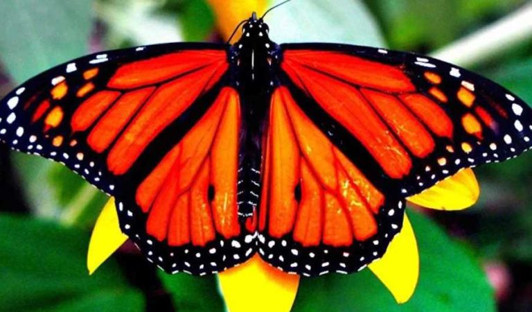 ¿Por qué proteger a las mariposas es tan peligroso?