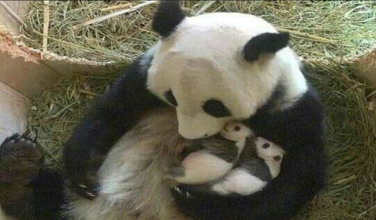 En plena pandemia, Fuwa dio a luz a pandas gemelos en China