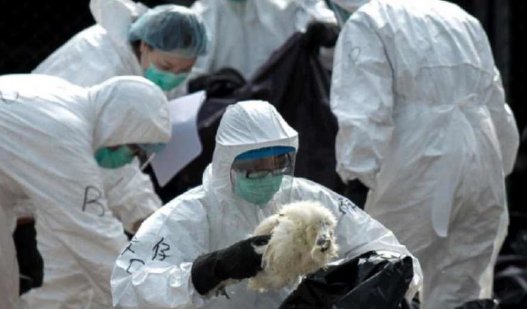 En medio de la pandemia de Covid-19 surge brote de gripe aviar en Filipinas; descartan contagio en humanos