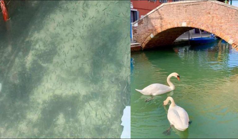 La naturaleza recupera sus espacios en Venecia por cuarentena de COVID-19 | FOTOS Y VIDEOS