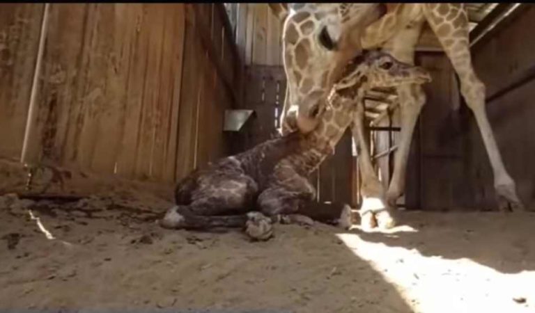 Nace cría de jirafa en zoológico de Michoacán | VIDEO