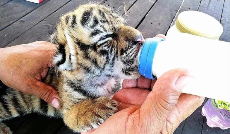 Nace tigre de bengala en Veracruz; le ponen como nombre ‘Covid’