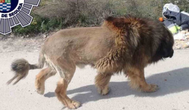 Momentos de terror vivieron habitantes en pueblo español al confundir a perrito con un león
