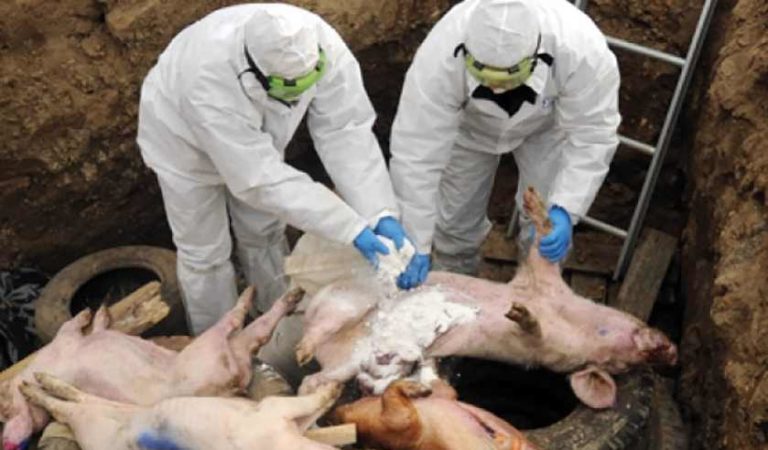 Peste porcina africana afecta a criadores; ha muerto el 25% de cerdos a nivel Mundial