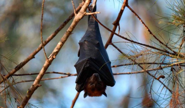 Pobladores prenden fuego a murciélagos por miedo al coronavirus
