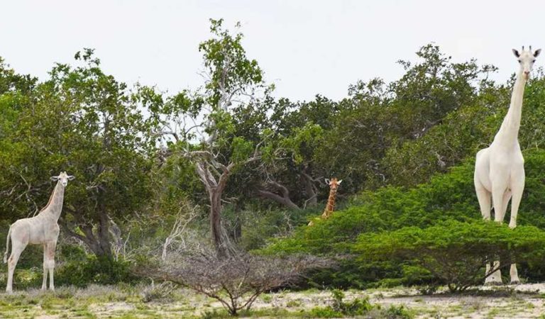 Cazadores matan a la única jirafa blanca y su cría en África