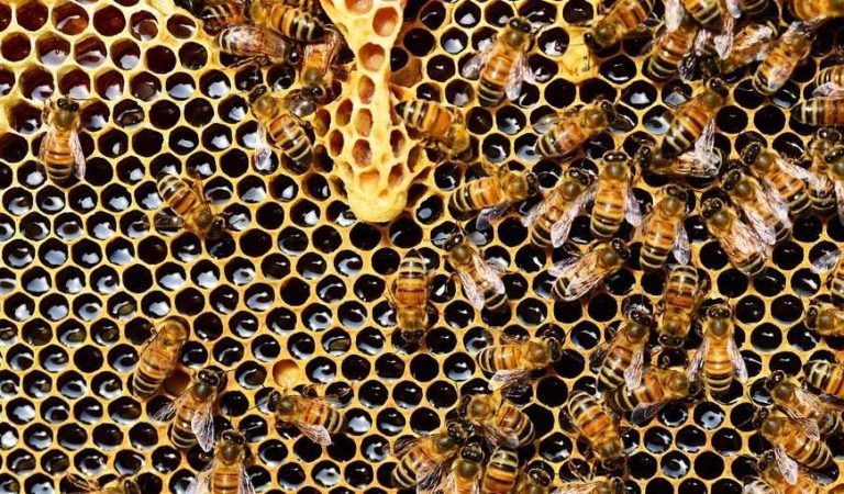 México aumenta 6% su producción de miel; más que en últimos 10 años