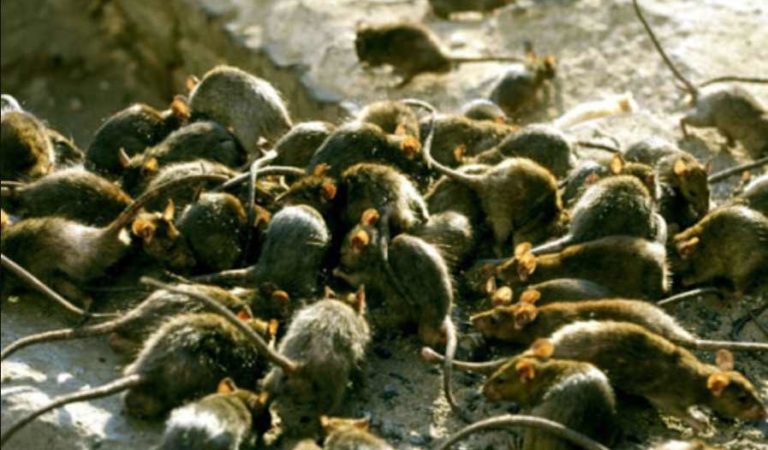 Las ratas se han vuelto más agresivas debido a la pandemia; recomiendan tener cuidado