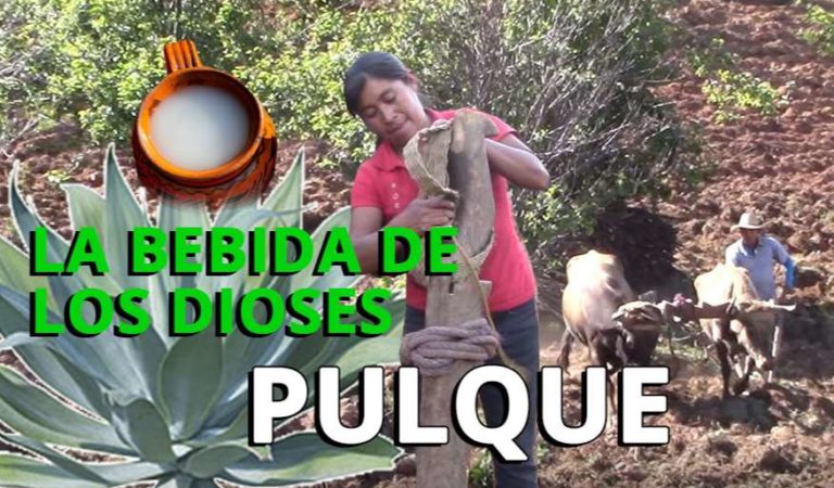 El pulque, la bebida que tumba gringos | VIDEO
