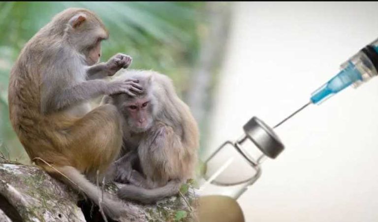 China experimenta con éxito vacuna contra Covid-19 en monos