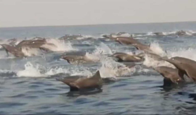Captan a cientos de delfines en las costas de Oaxaca ante cuarentena