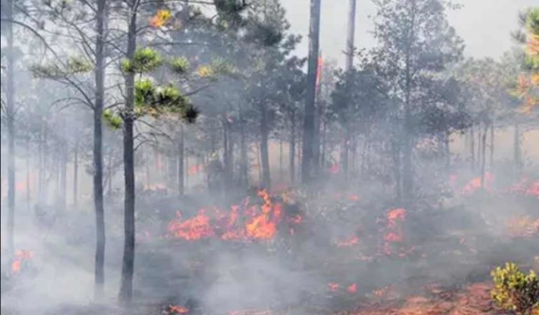 Conafor registra 61 incendios activos; han afectado a 9 mil 166 hectáreas