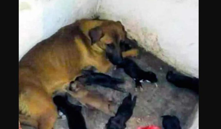 Denuncian a control canino por sacrificar a perra con sus 8 cachorros en Nuevo León