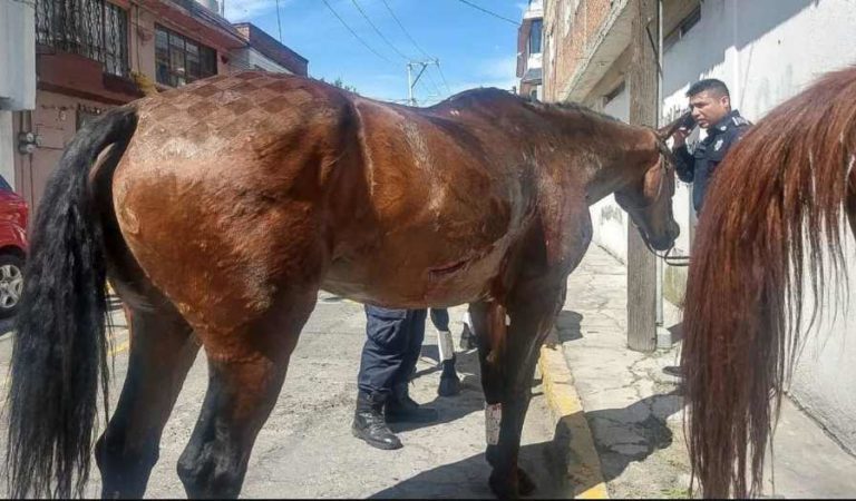 Muere niño de 9 años al ser arrastrado por un caballo; sufrió fractura de cráneo