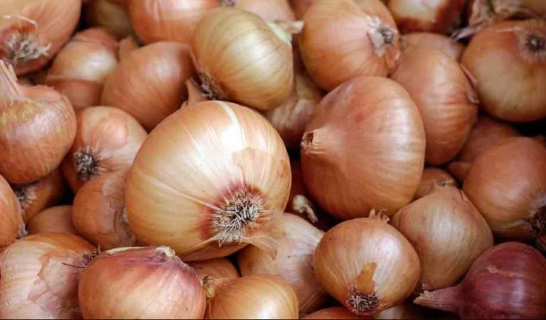Agricultores tiran toneladas de cebolla; mayoristas les compran el kilo en 80 centavos