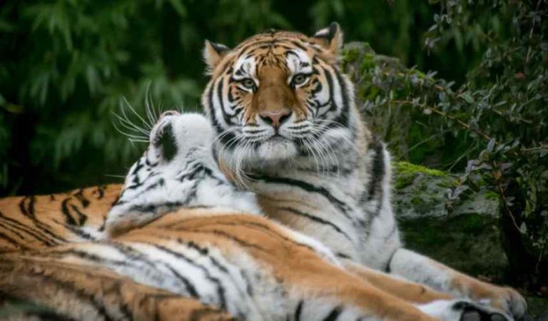 Zoológico contempla sacrificar animales para alimentar otros por COVID