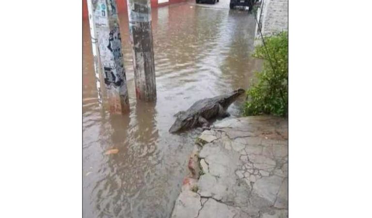 La tormenta ‘Cristóbal’ hizo que cocodrilos salieran a pasear tranquilamente por las calles en Campeche