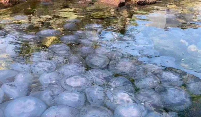 Miles de medusas se reúnen en el puerto de Manzanillo | VIDEO