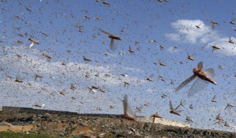 Alertan por plaga de langostas en México; podrían acabar hasta con 110 toneladas de cultivos en 24 horas