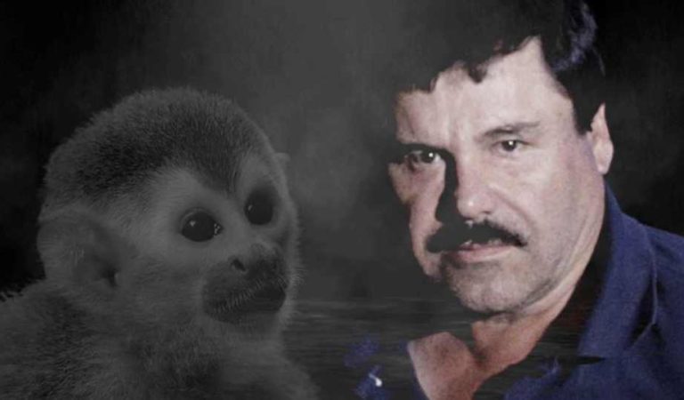 Botas, el mono que delató al Chapo Guzmán