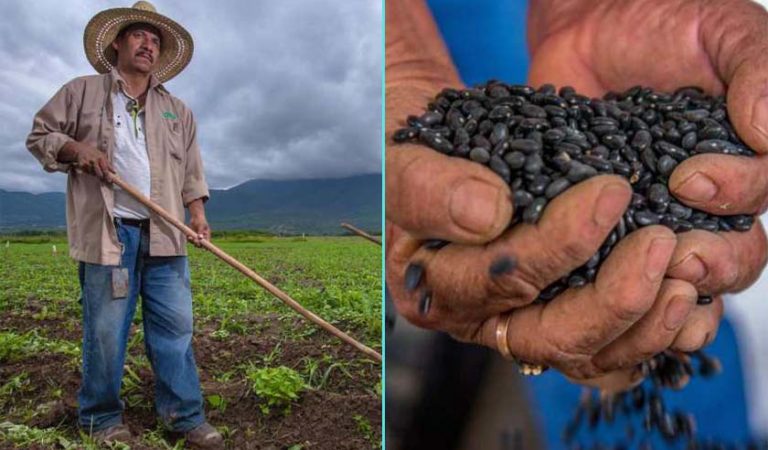 Gobierno de AMLO desarrolla súper frijol para campesinos del sureste de México