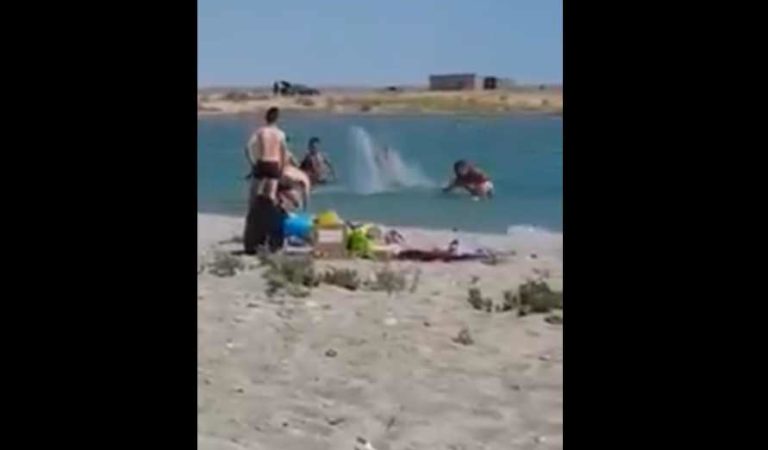 Turistas golpean a foca con palos para tomarse fotos con ella