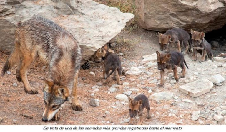 Nacen 8 cachorros de lobo mexicano, especie en peligro de extinción
