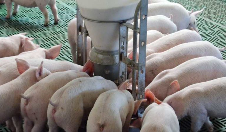 China prohíbe importaciones de carne de cerdo de Alemania por una fiebre porcina letal