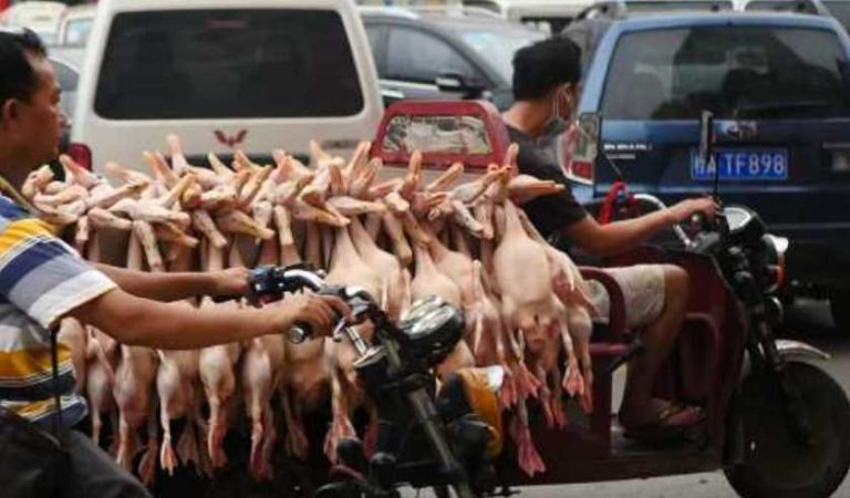 Nada ha cambiado en Wuhan China; venta de animales vivos y muertos continúa | VIDEO