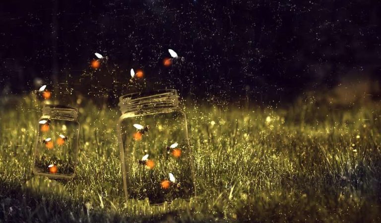 Luciérnagas se extinguen por los pesticidas y luz artificial