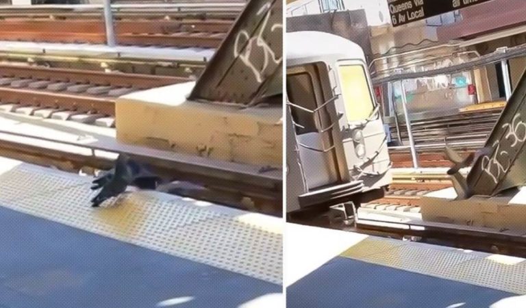Palomas asesinan a otra, empujándola a las vías del tren | VIDEO