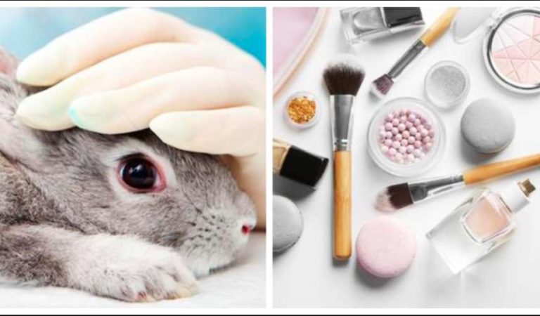 Diputados prohíben pruebas cosméticas en animales; no se podrán fabricar, importar ni comercializar